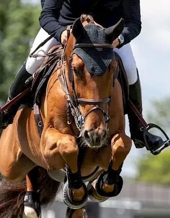 A rider on an orange horse, wearing tack and gloves, trotting outdoors under daylight.