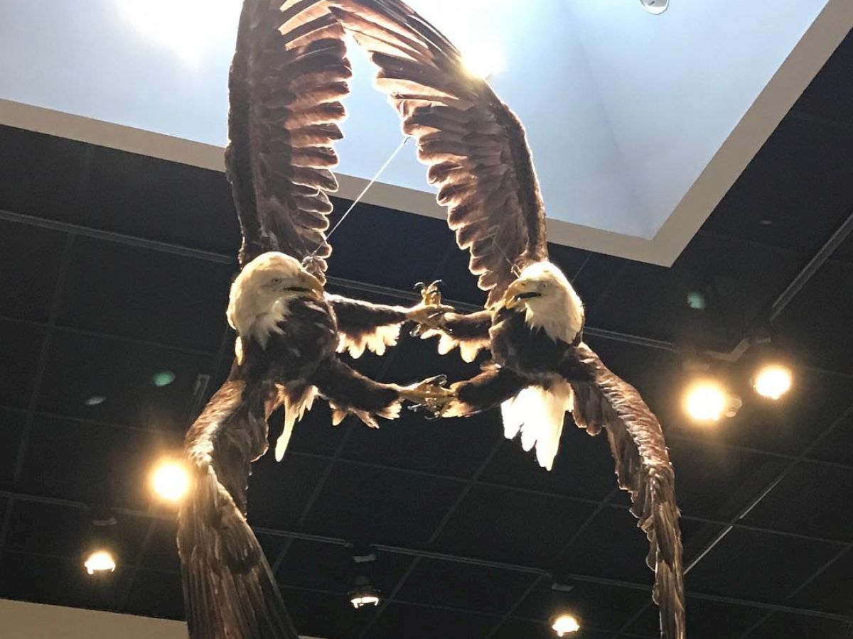 The image shows a ceiling display featuring two bald eagles, with wings spread wide, seeming to lock talons, under a skylight indoors.