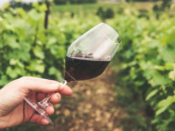 A hand holds a wine glass with red wine, with green grapevines visible in the background. The scene appears to be in a vineyard, ending the sentence.