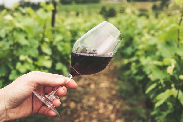 A hand holds a wine glass with red wine, with green grapevines visible in the background. The scene appears to be in a vineyard, ending the sentence.
