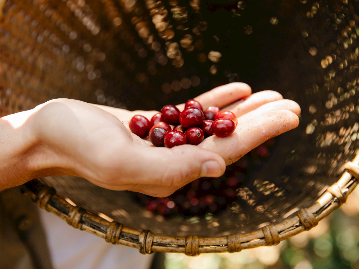 The image shows a hand holding ripe red coffee cherries over a woven basket during a harvest.