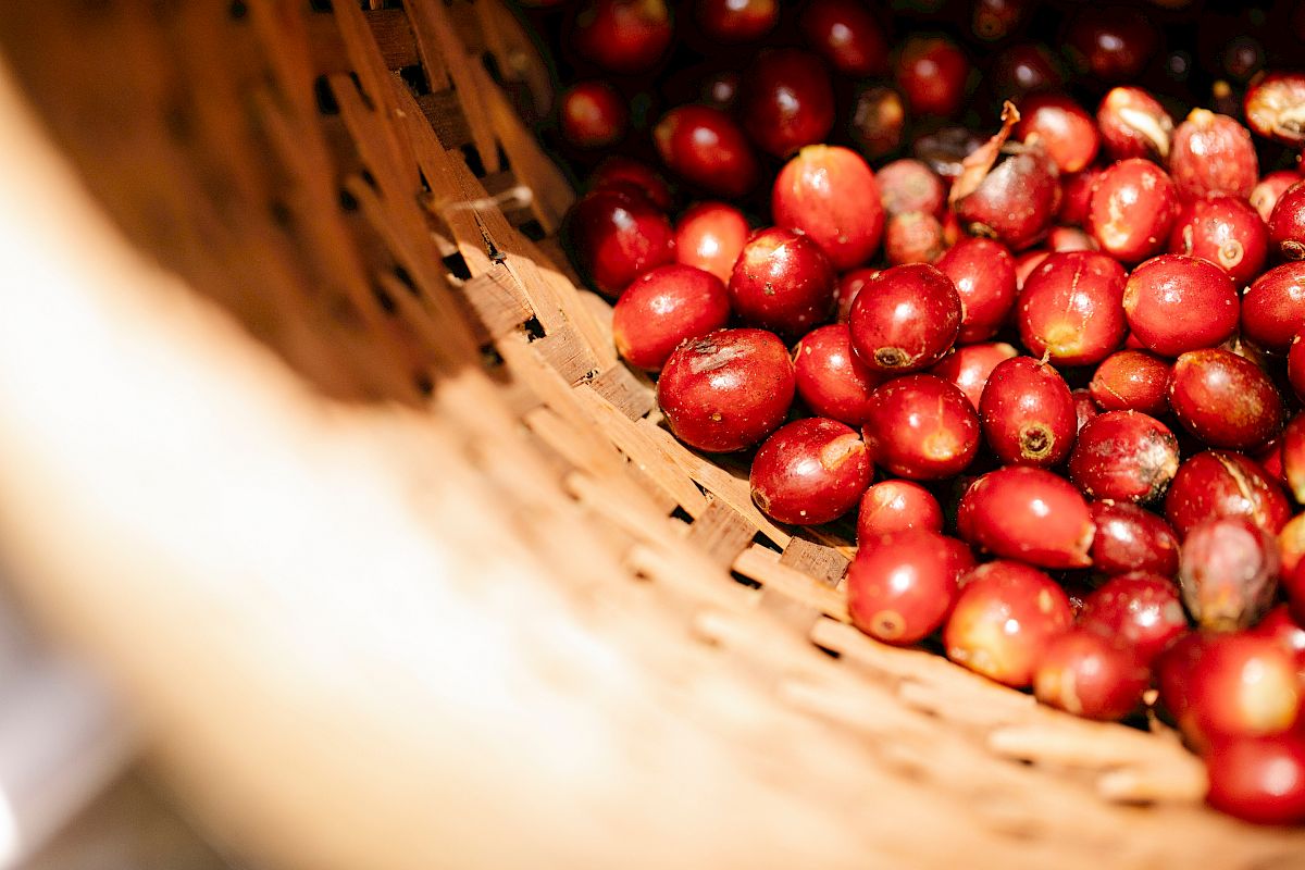 The image shows a basket filled with red coffee cherries. The cherries are round and appear fresh, indicating they were recently harvested.