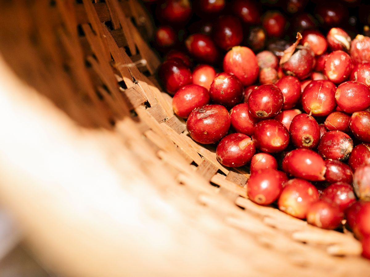 The image shows a basket filled with red coffee cherries. The cherries are round and appear fresh, indicating they were recently harvested.
