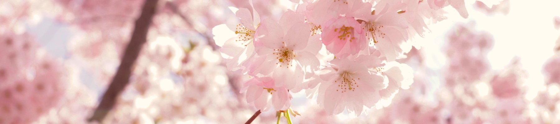 The image shows a close-up of blooming cherry blossoms with a blurred background of more flowers, creating a soft, pastel pink scene.