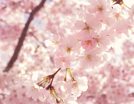 The image shows a close-up of blooming cherry blossoms with a blurred background of more flowers, creating a soft, pastel pink scene.