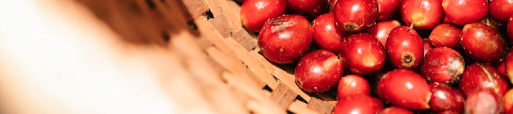 A basket filled with ripe, red coffee cherries is captured, showcasing the raw form of coffee beans before processing.