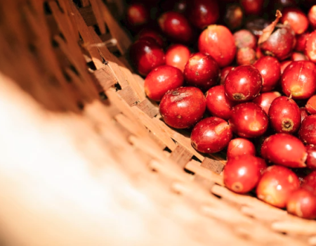 A basket filled with ripe, red coffee cherries is captured, showcasing the raw form of coffee beans before processing.