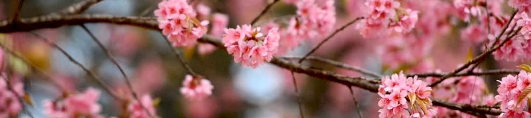 Cherry Tree Inn & Suites