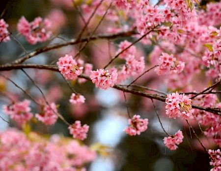 Cherry Tree Inn & Suites