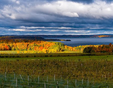 A scenic landscape with grapevines in the foreground, rolling fields, a line of autumn trees in orange and yellow, and a distant lake under a cloudy sky.