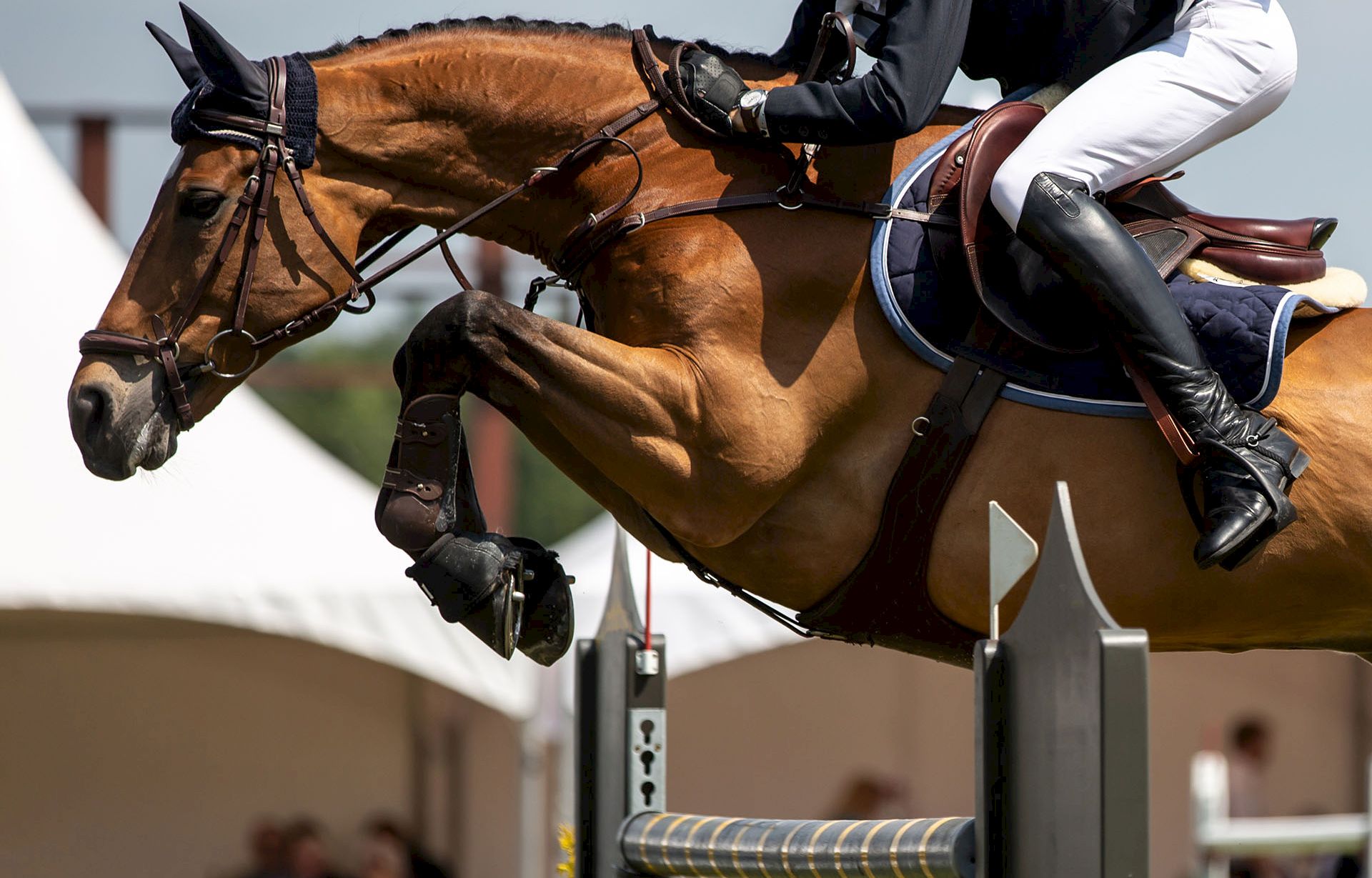 A show jumping horse and rider leap over a hurdle, mid-air, with tack and riders in riding gear visible.