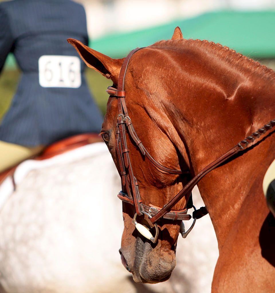 Cherry Tree Inn & Suites