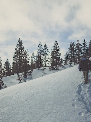 A lone skier ascends a snowy slope through a pine forest, leaving a trail of footprints under a cloudy, wintry sky.