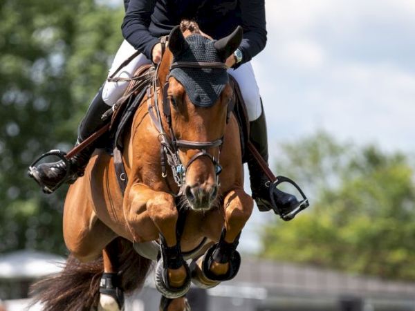 A rider in a helmet rides a brown horse in an outdoor equestrian scene.